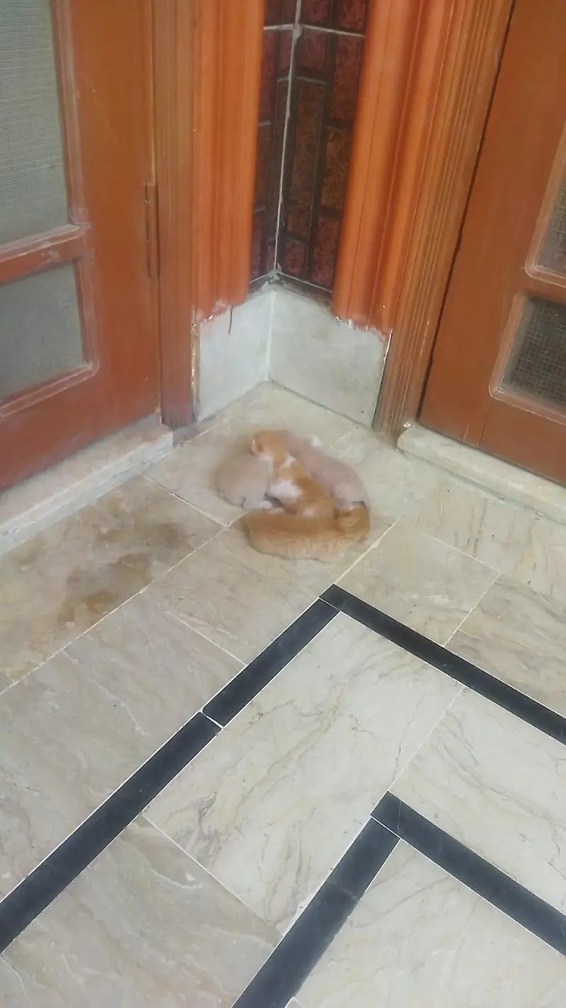 Female Cat with their kids — photo 3