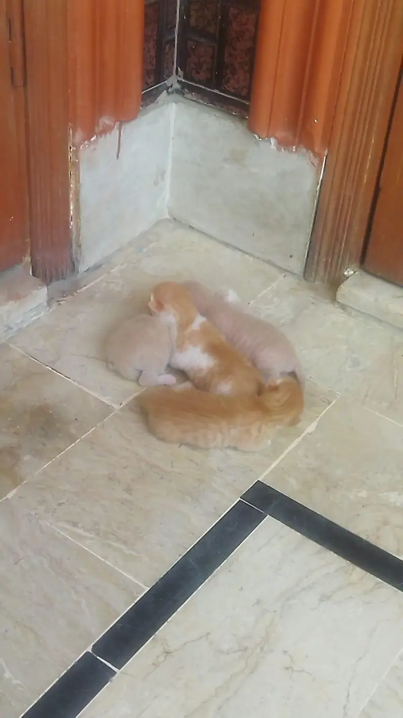 Female Cat with their kids — photo 4