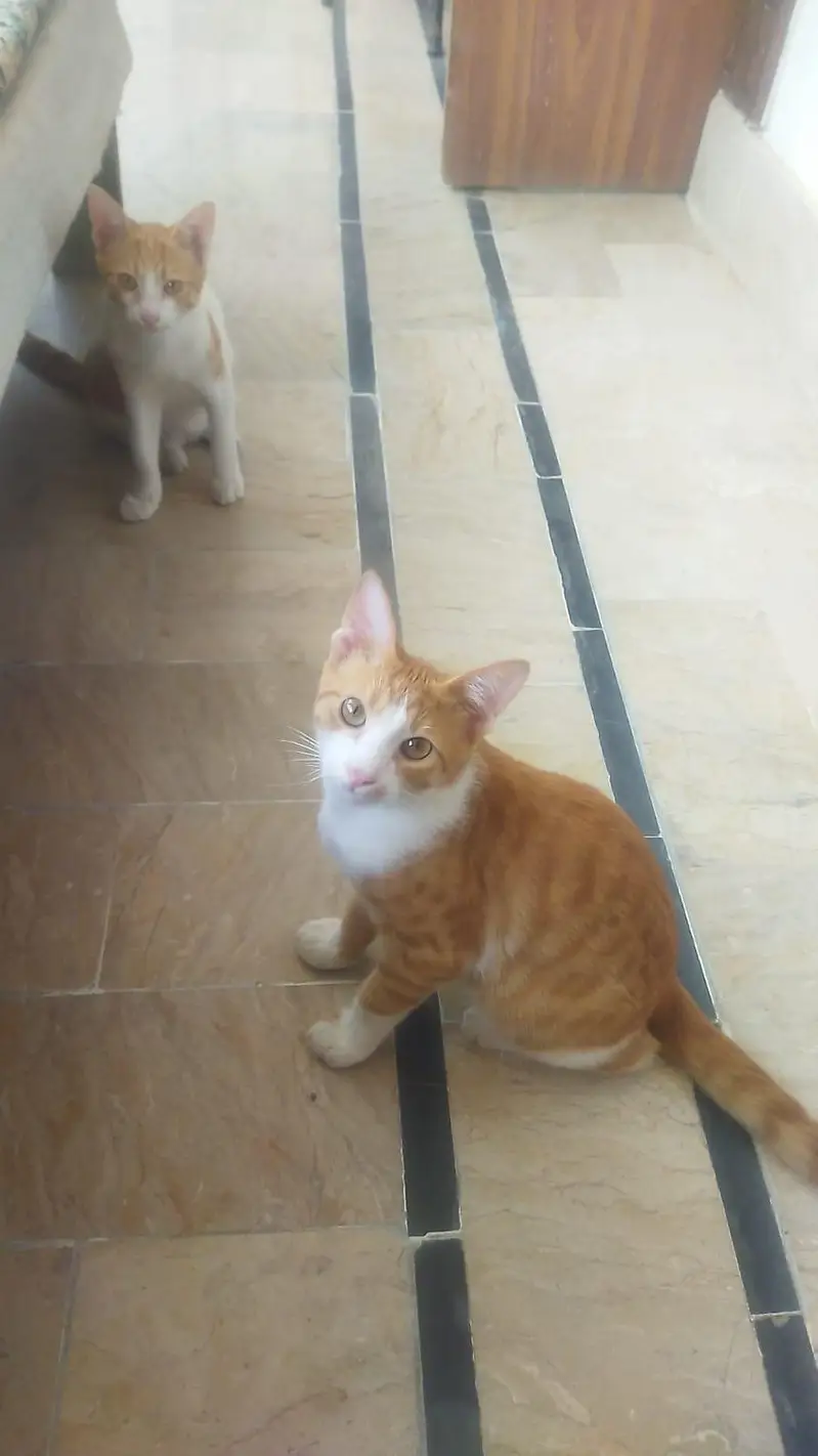 Female Cat with their kids — photo 5