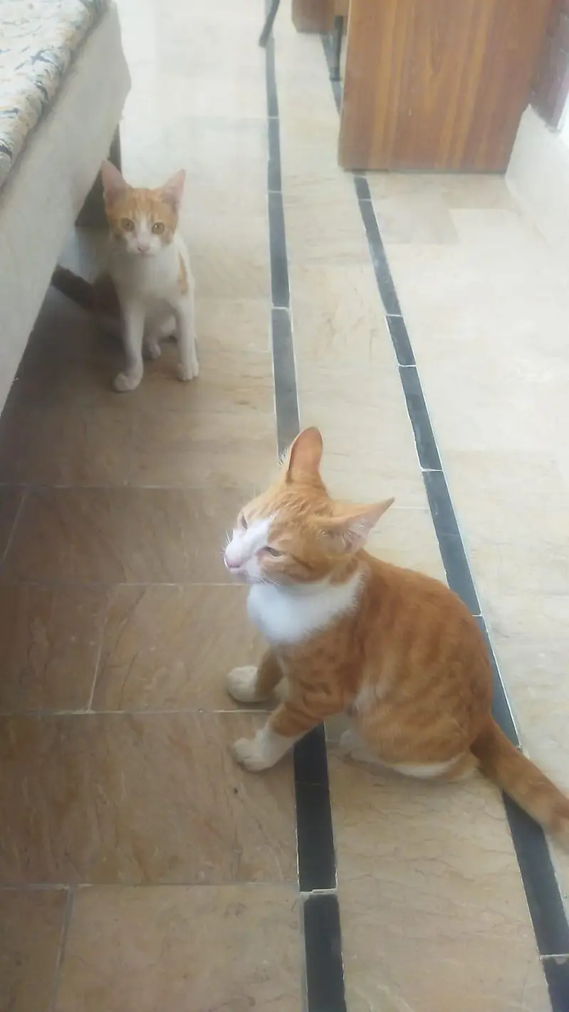 Female Cat with their kids — photo 6