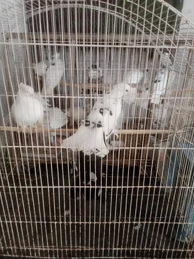 pigeon for sale healthy and Activ