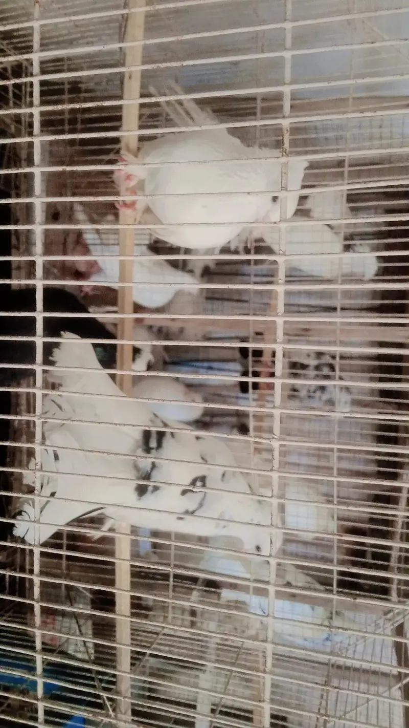 pigeon for sale healthy and Activ — photo 2