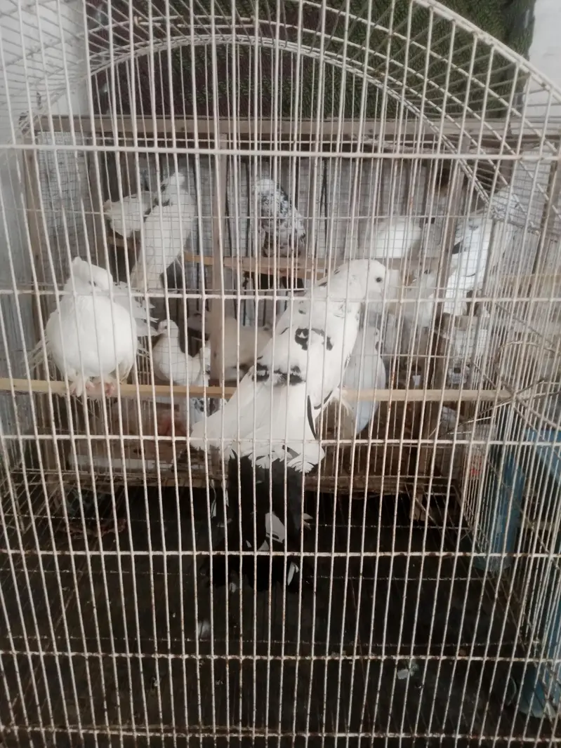 pigeon for sale healthy and Activ — photo 3