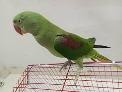 raw parrot red factor