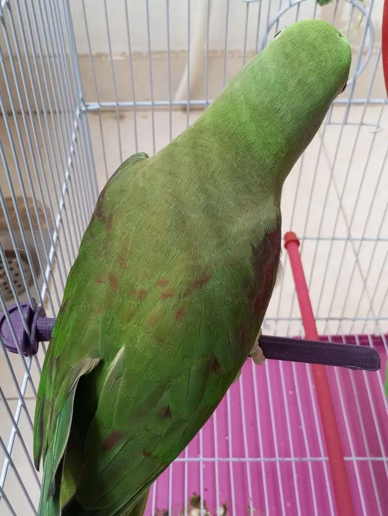 raw parrot red factor — photo 2