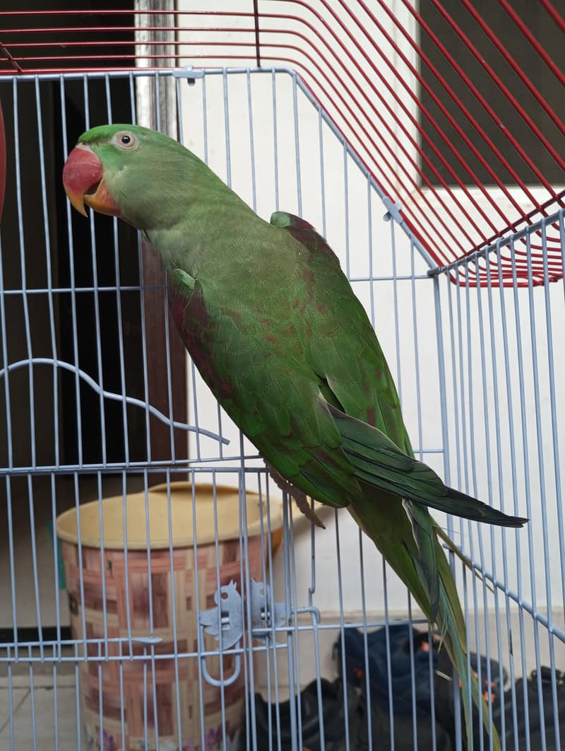 raw parrot red factor 2