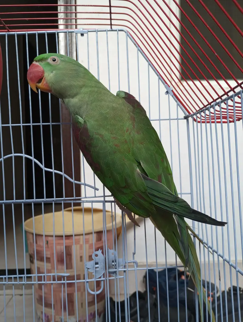 raw parrot red factor — photo 3