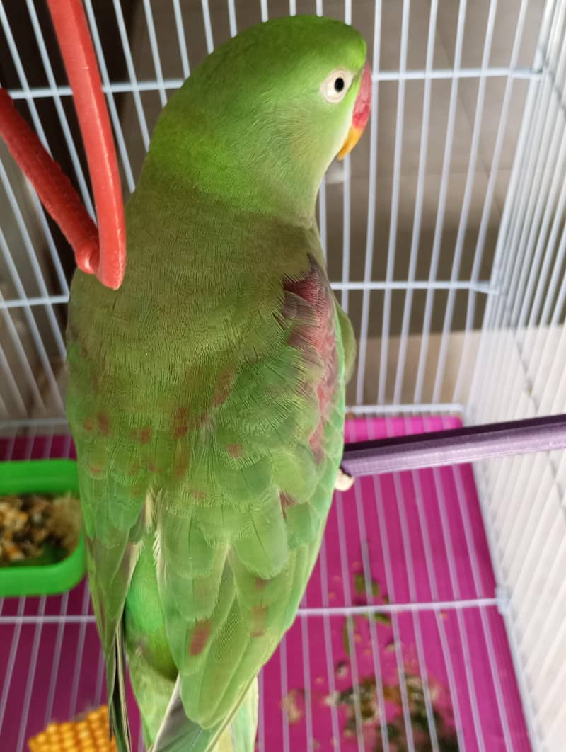 raw parrot red factor 3