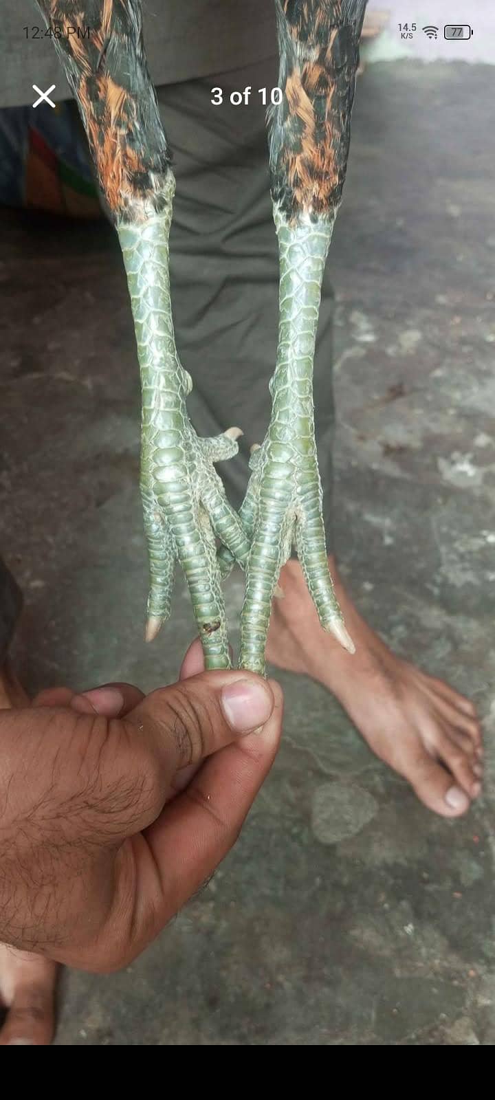 aseel thai 2