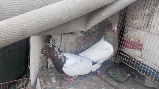 kabooter for sale