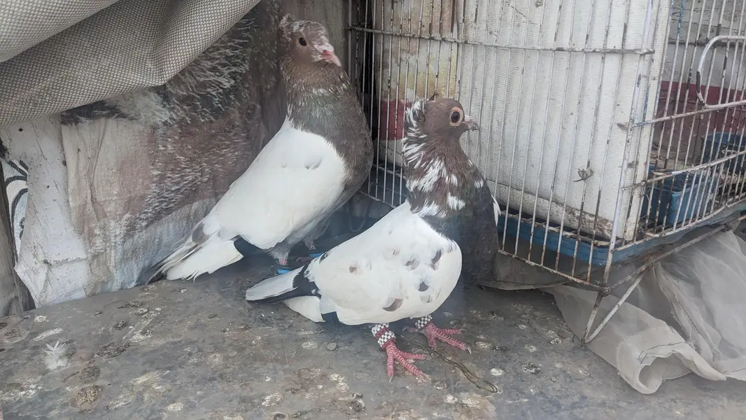kabooter for sale — photo 3