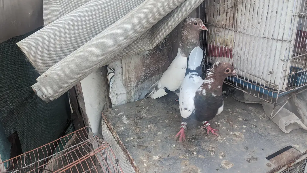 kabooter for sale — photo 4