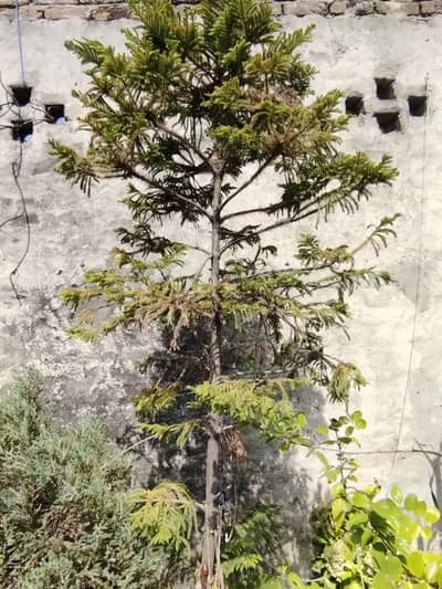 Juniperus and Araucaria for sale Huge Size
