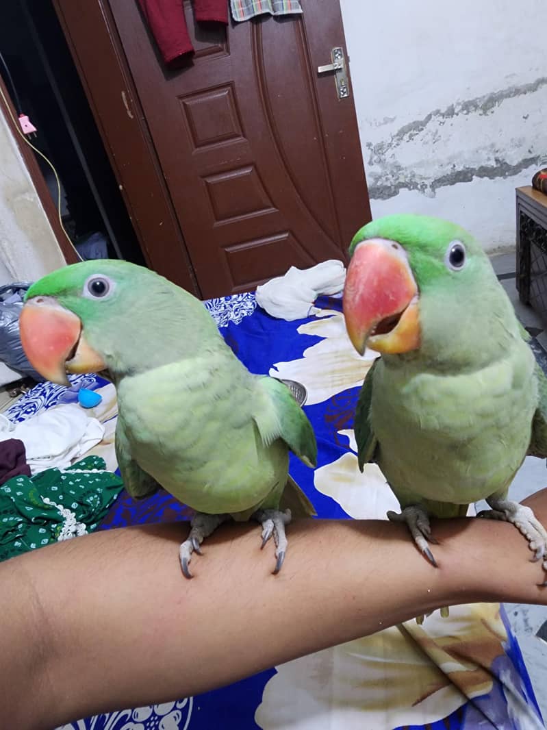 talking parrot 0
