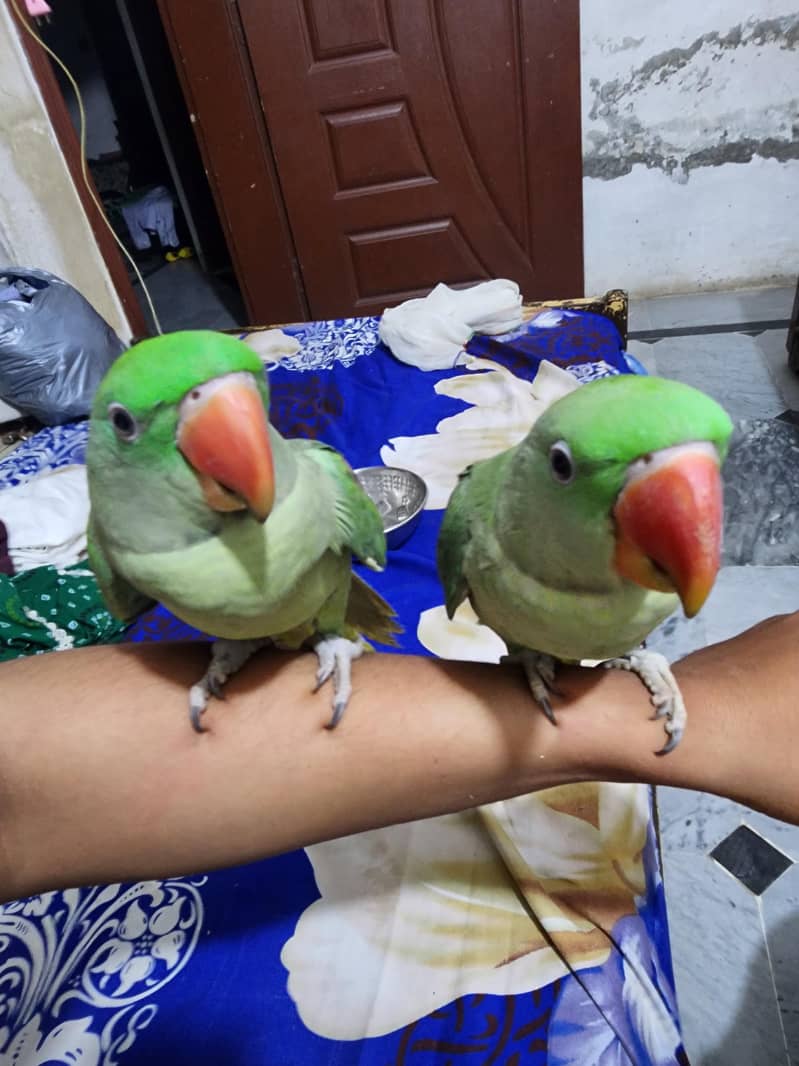 talking parrot 2