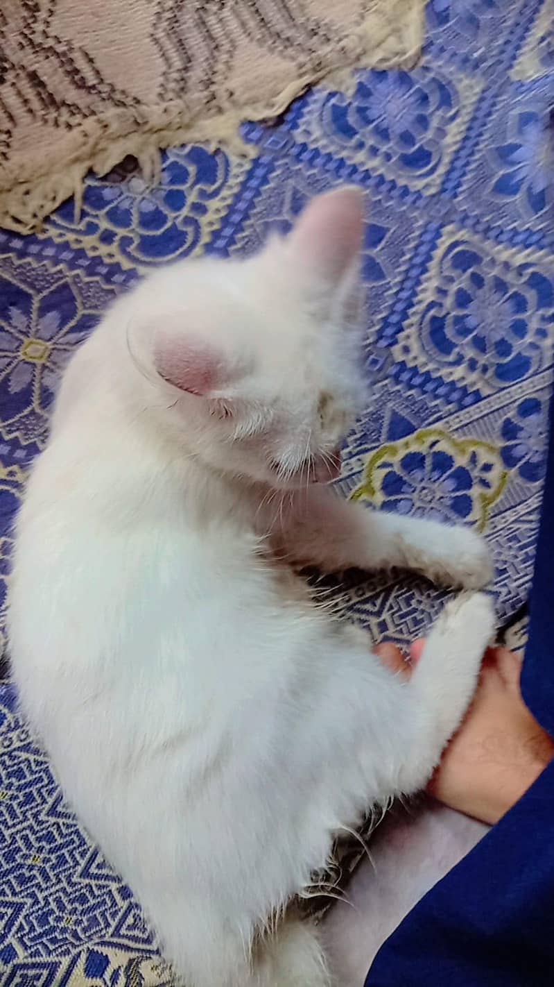Russian Cat 1