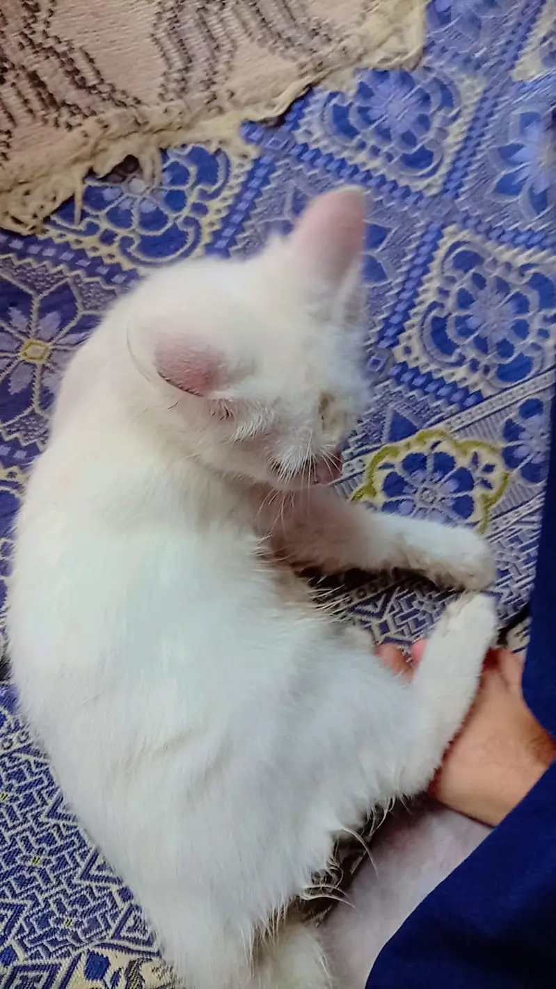 Russian Cat — photo 2
