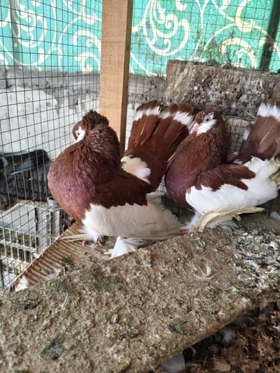 Pigeon And Cage For Sale
