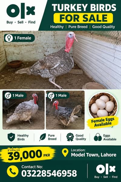 Turkey Birds Pair & Males for Sale – Female with Eggs | Lahore