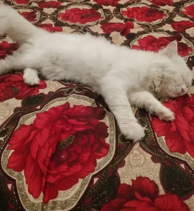 triple coat Persian male 1.5 years.