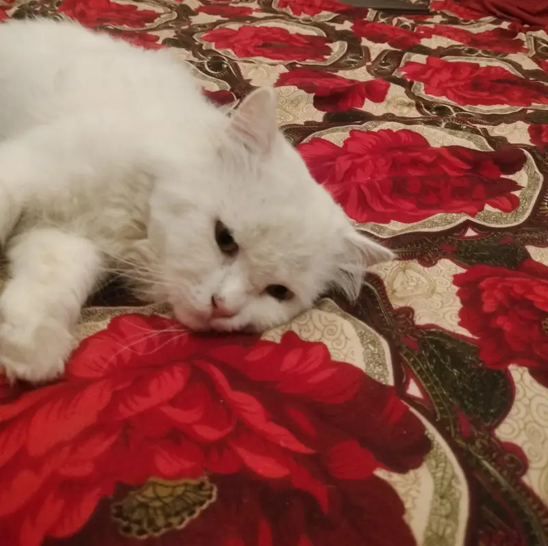 triple coat Persian male 1.5 years. — photo 2