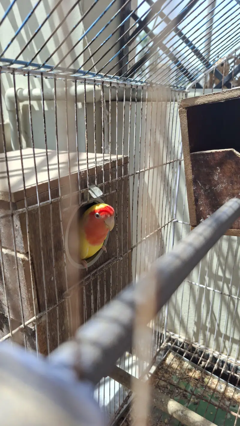3 pairs of Lovebirds for sale — photo 2