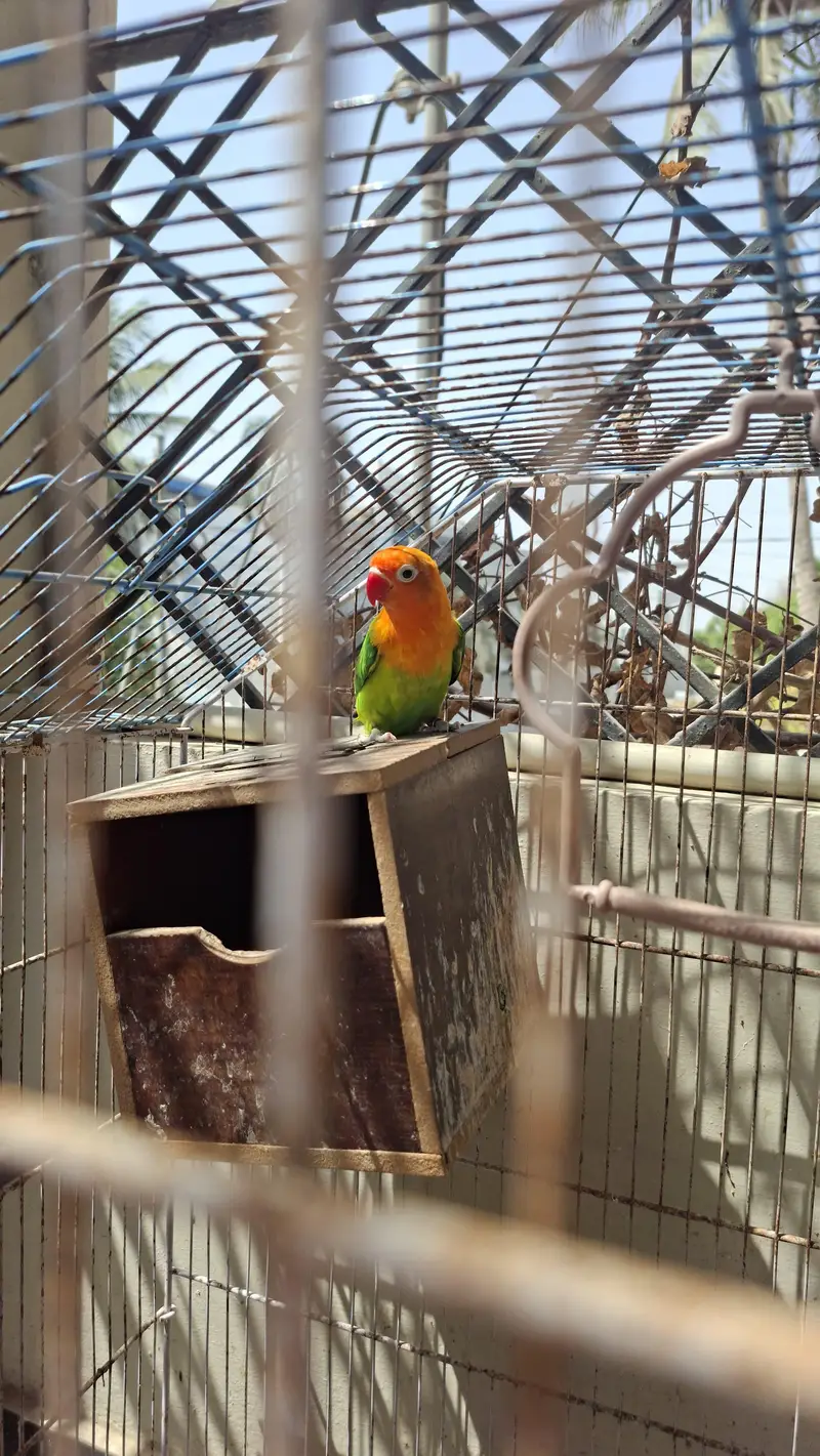 3 pairs of Lovebirds for sale — photo 3
