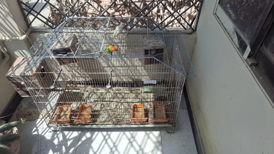 3 pairs of Lovebirds for sale — photo 4