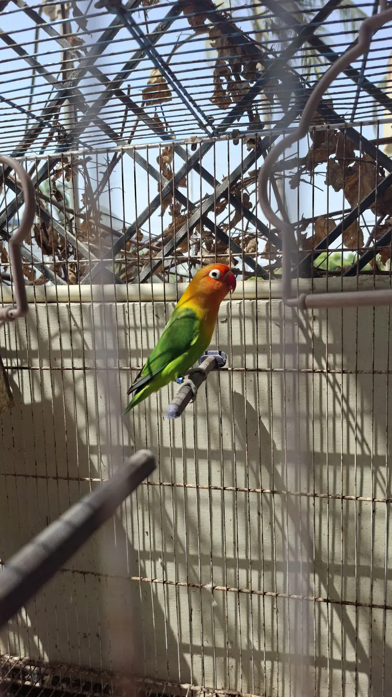 3 pairs of Lovebirds for sale — photo 5