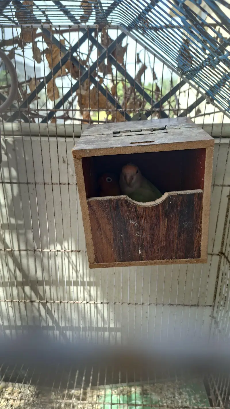 3 pairs of Lovebirds for sale — photo 6