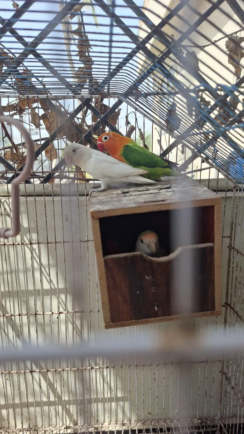 3 pairs of Lovebirds for sale — photo 8