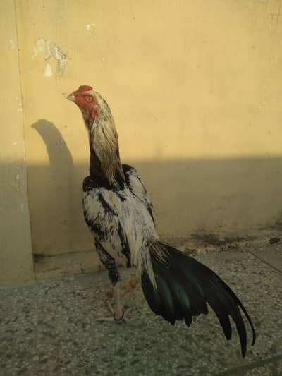 Aseel murga
