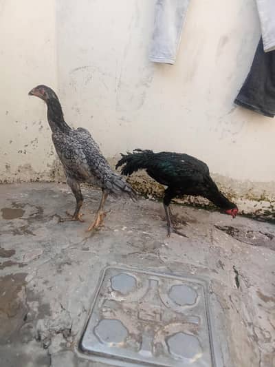 Shamou Murgi + Dragon aaseel Patha