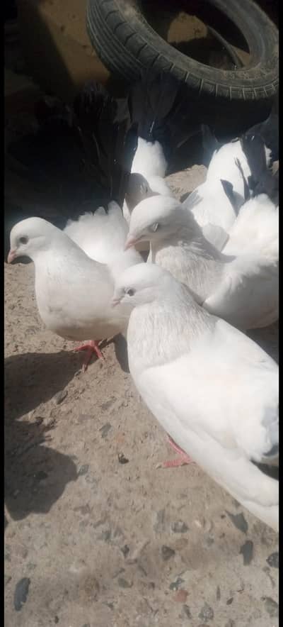 peigon for sale 03221620063
