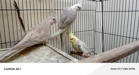2 male 1 female 03098507296