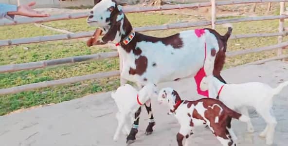 3 bacchon wali bakri urgent for sale call_03263223419