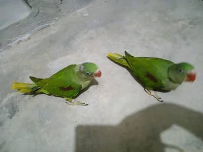 Original Raw parrot