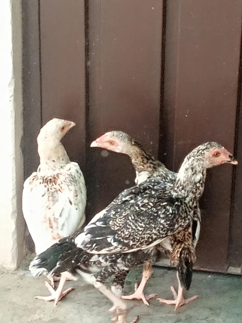 Aseel Males and females — photo 12