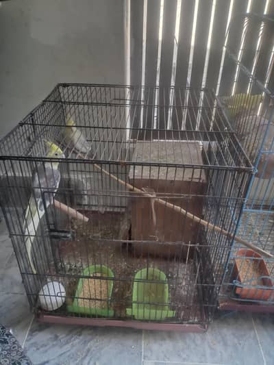 cocktail + Love birds with cage's.