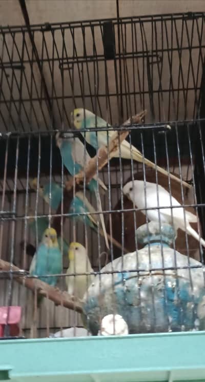 Colorful budgie pairs