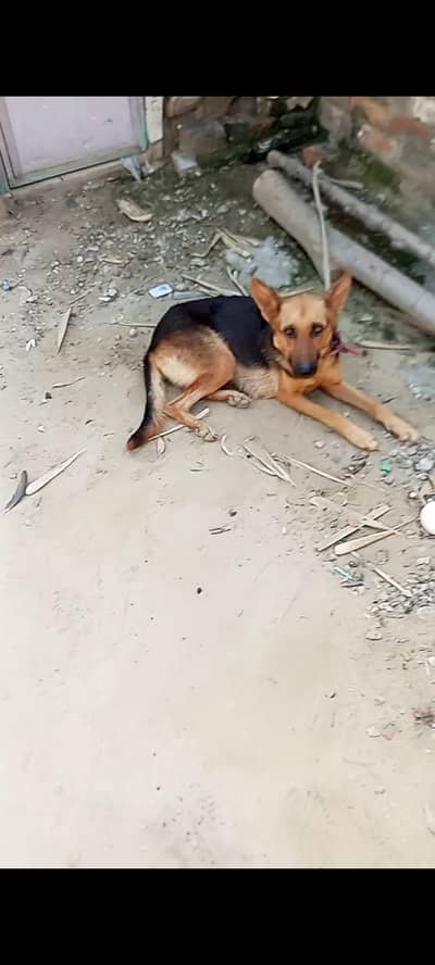 Alsatian dog Female ha original 100% pure h