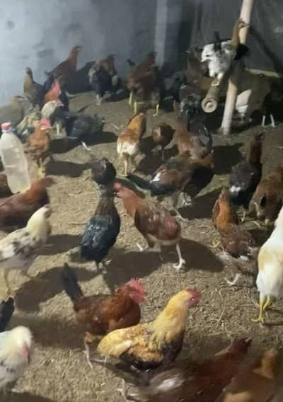 Andy wali murgia for sale