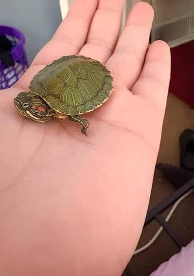 turtles and tortoise available 03268301979