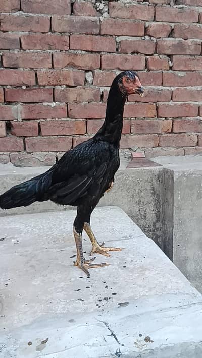 black oh Shamo breeder female