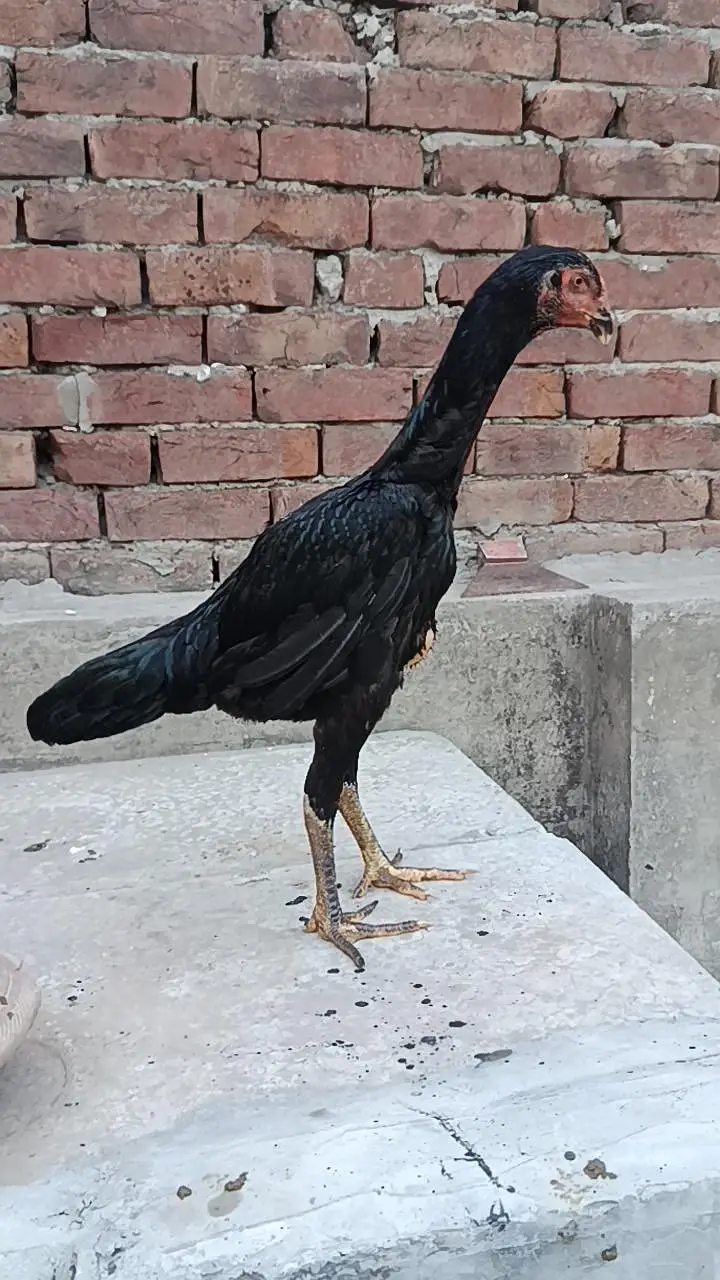 black oh Shamo breeder female — photo 2