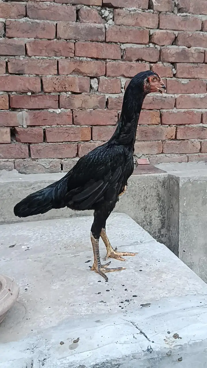 black oh Shamo breeder female — photo 3