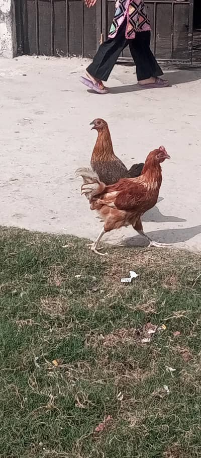 Golden mashri chicken and Hen