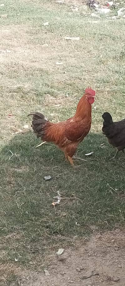Golden mashri chicken