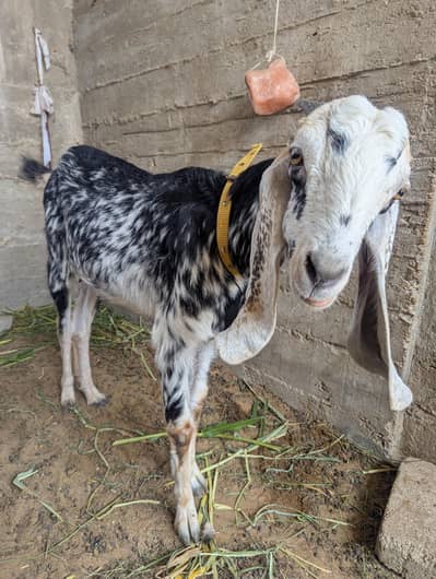 2 moths cross bakri fresh 4 dant