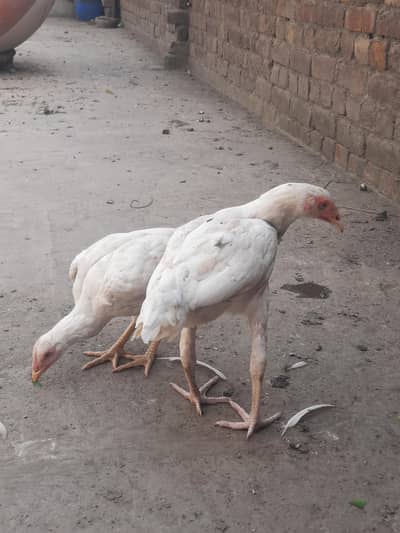 heera aseel pair for sale